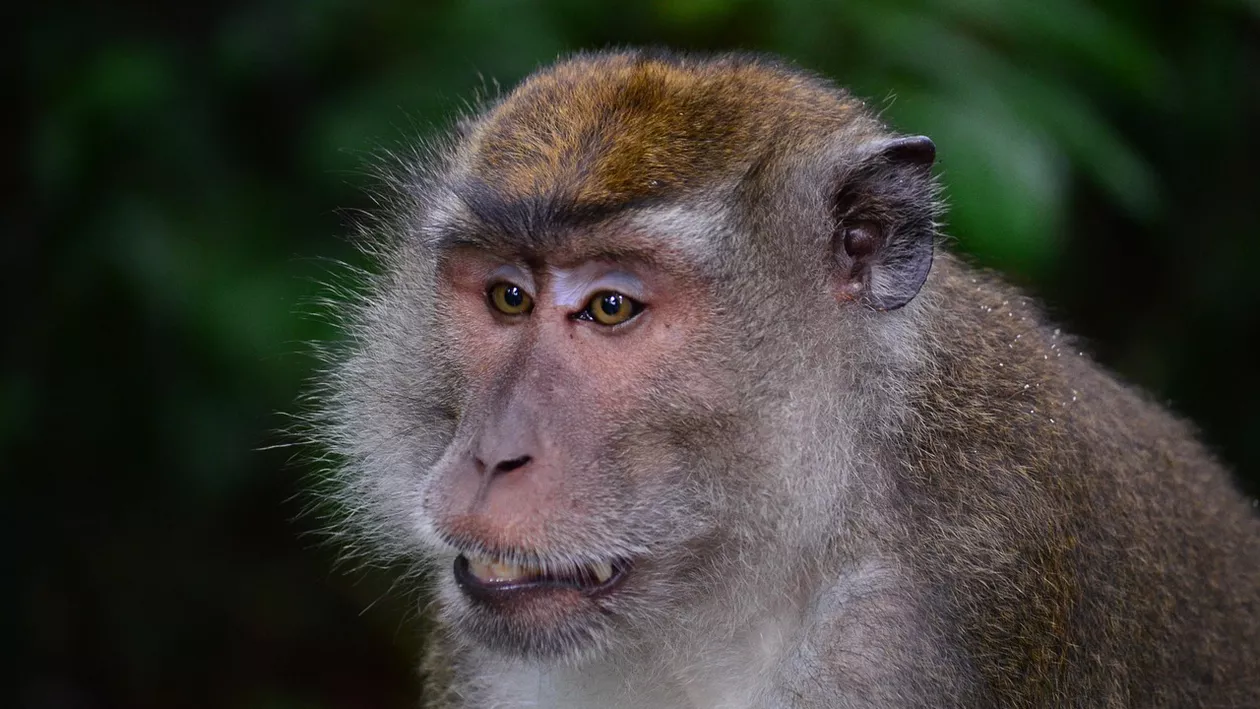 O maimuță a lăsat Sri Lanka fără curent