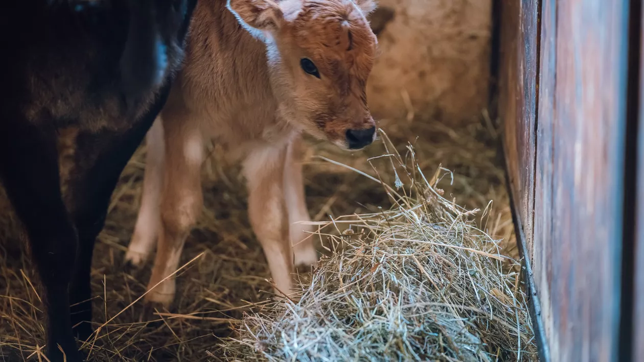 Târgu Mureș: S-a născut un pui de zebu. De ce este această specie milenară specială