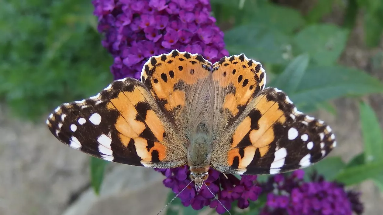 O nouă provocare online face victime. Un tânăr a murit după ce și-ar fi injectat rămășițele unui fluture