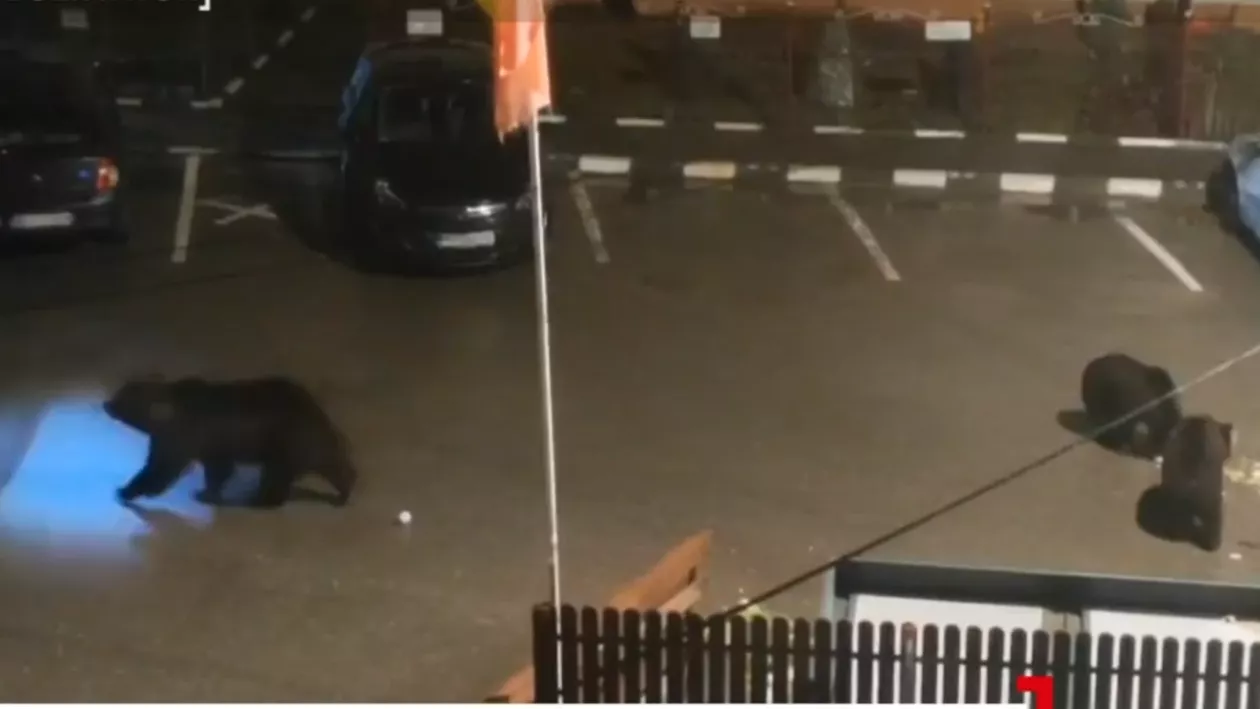 Noi detalii ies la iveală. Paradoxal, infarctul l-ar fi salvat din ghearele morții pe șeful Salvamont sfâşiat de urs în Predeal