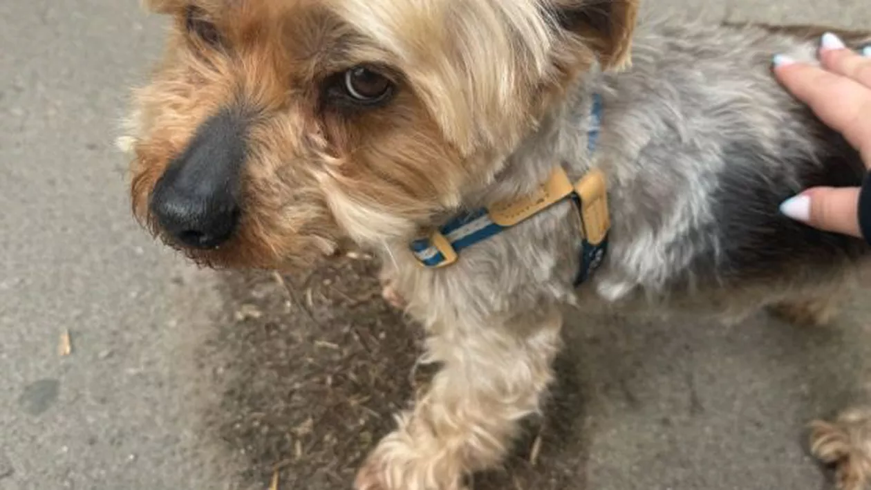Hachiko în Cluj-Napoca. O cățelușă își așteaptă stăpâna mai multe zile în fața unui magazin