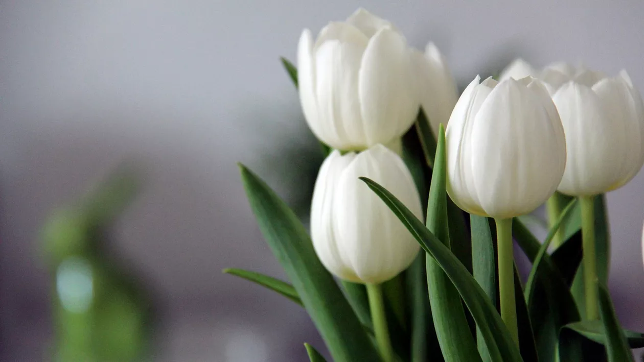 Motivul pentru care 8 Martie nu este doar o sărbătoare! Povestea unei lupte care a schimbat lumea