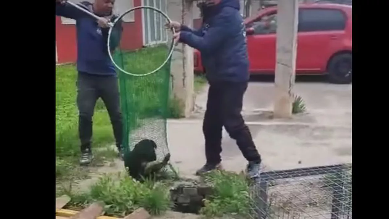 Cățel de 6 luni, salvat de ASPA dintr-un puț adânc de 2 metri (VIDEO)