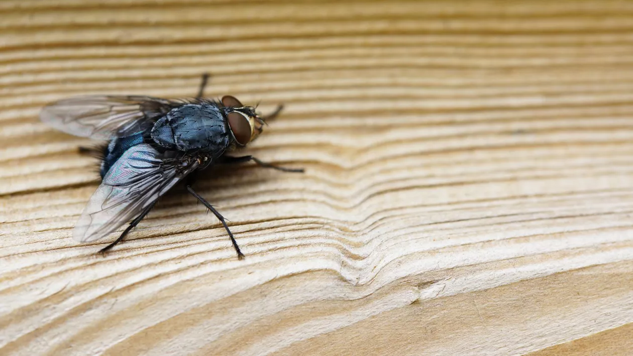 Cum să ții muștele departe de bucătărie: Cele mai eficiente remedii naturale