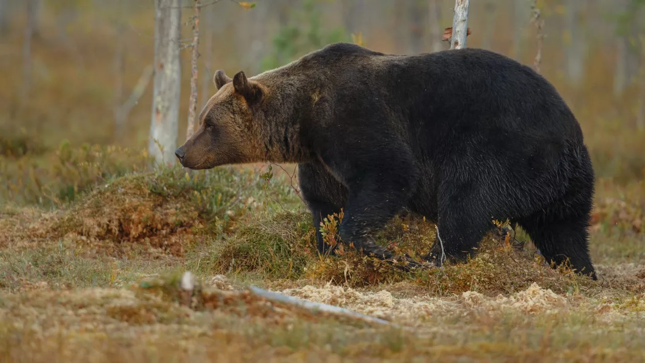 Accident fatal pe Hula Bradului. Un urs a fost lovit de două mașini