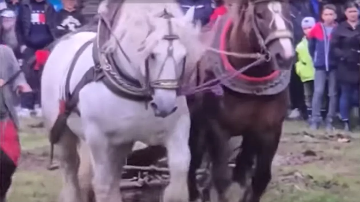 Un cal a murit imediat după ce a câștigat concursul de tras buşteni de la la Bistriţa-Năsăud. Care este cauza decesului