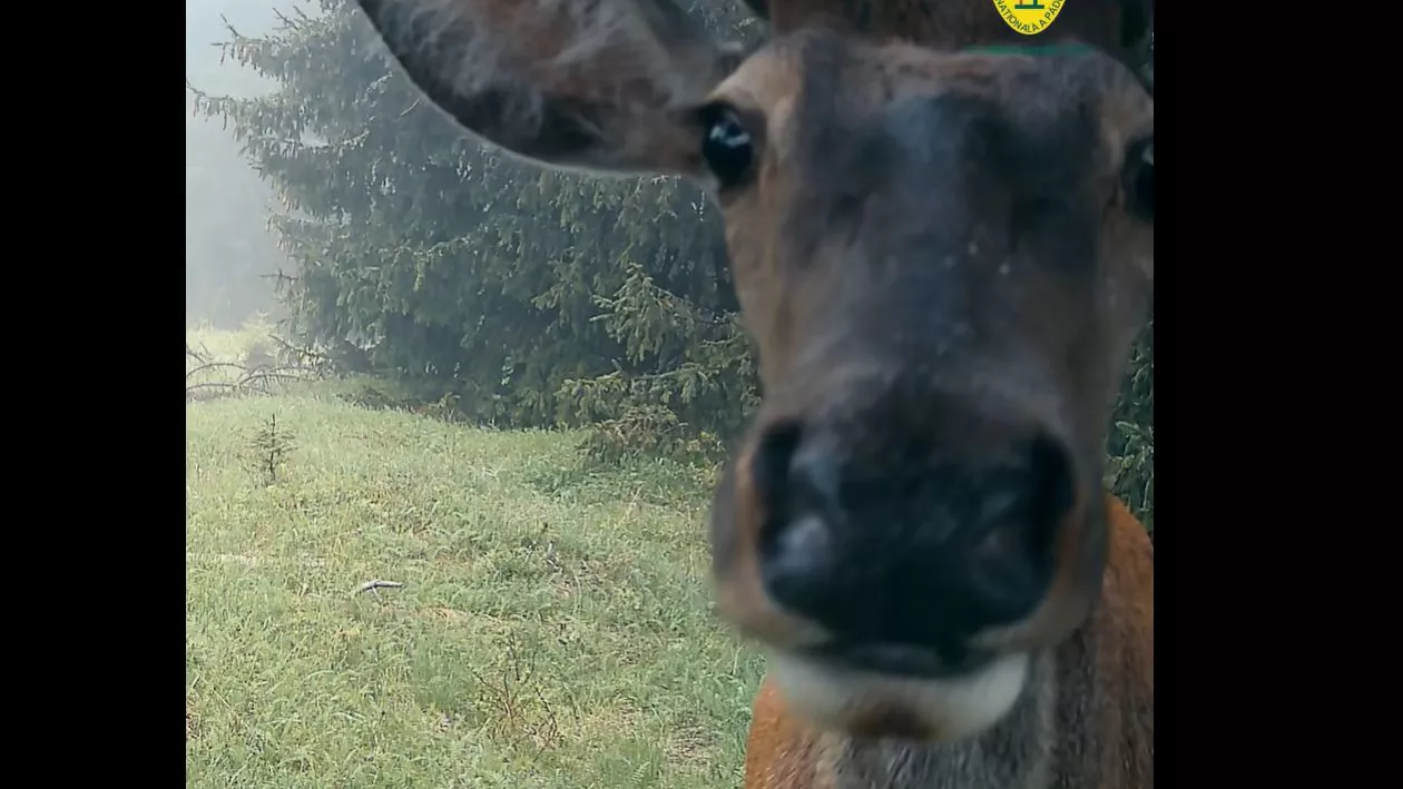 Cerb, vedetă în online: A fost surprins în timp ce părea că își face un selfie (VIDEO)