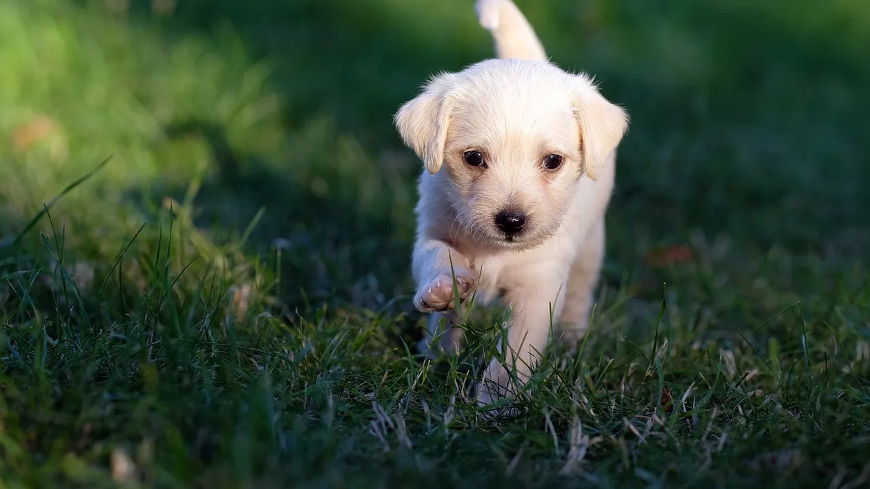 Îți strigi câinele și te ignoră? Iată o metodă simplă care va atrage atenția patrupedului