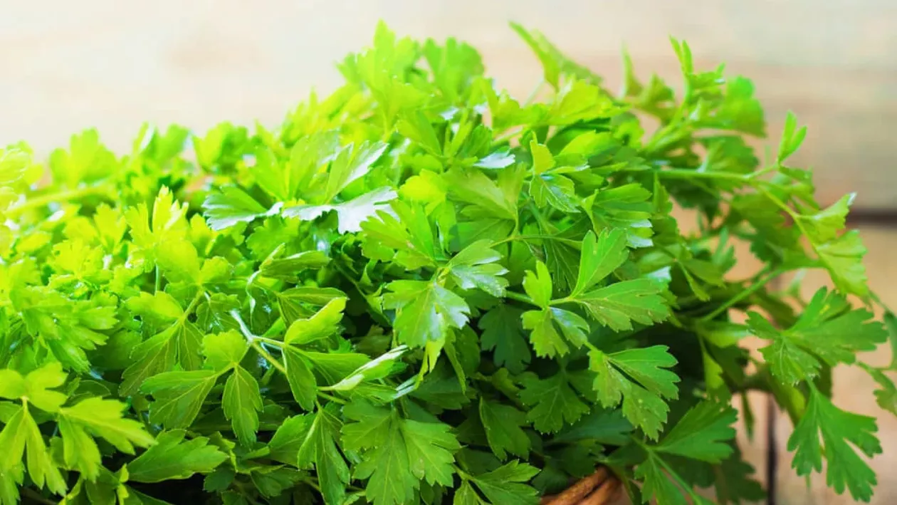 Băutura minune care topește grăsimile. Beneficiile ceaiului de pătrunjel