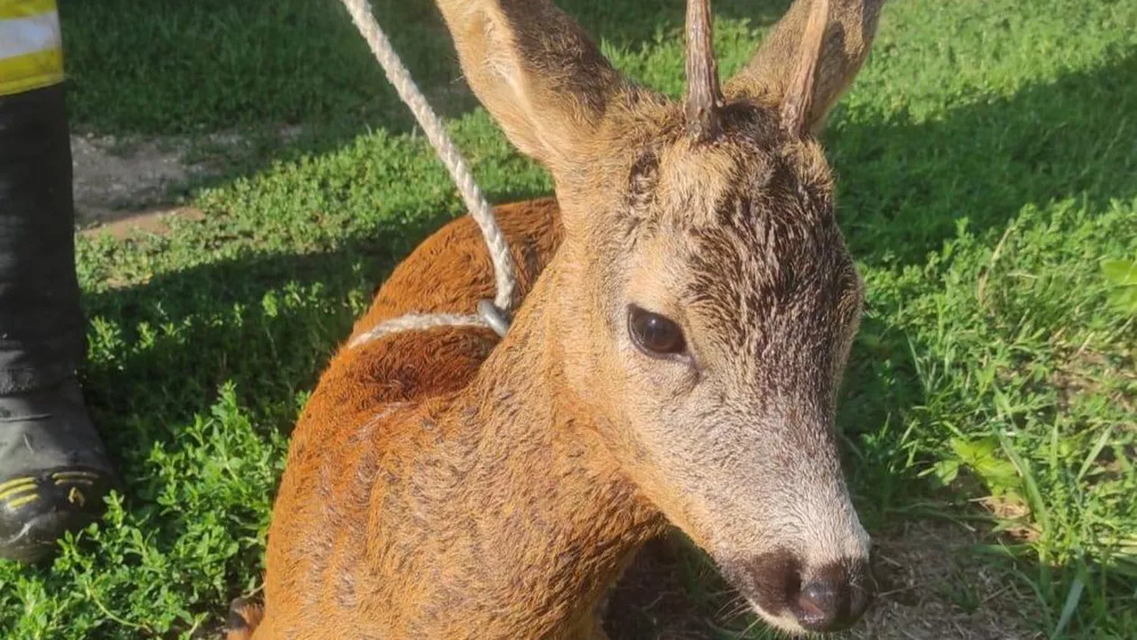 Un căprior aflat în pericol a fost salvat de către pompierii din cadrul ISU Bihor. Ce a pățit animalul