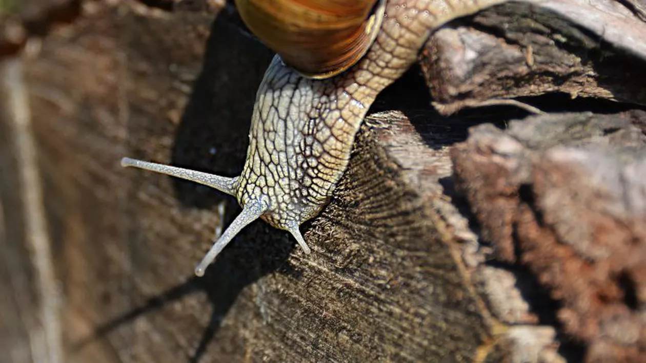 Care sunt cele mai lente animale din lume și cum supraviețuiesc acestea. Ce spun cercetătorii