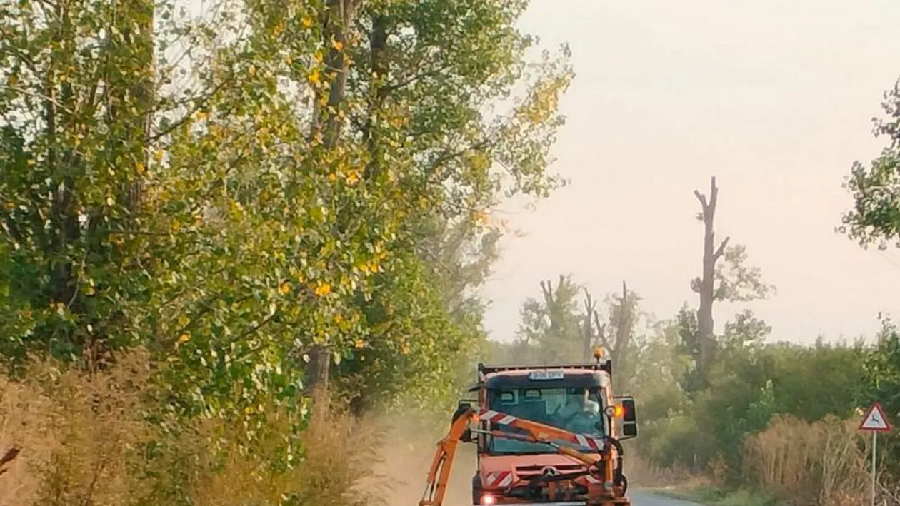 Consiliul Județean Ilfov, acțiuni ample de cosire a ambroziei. Ce a transmis instituția