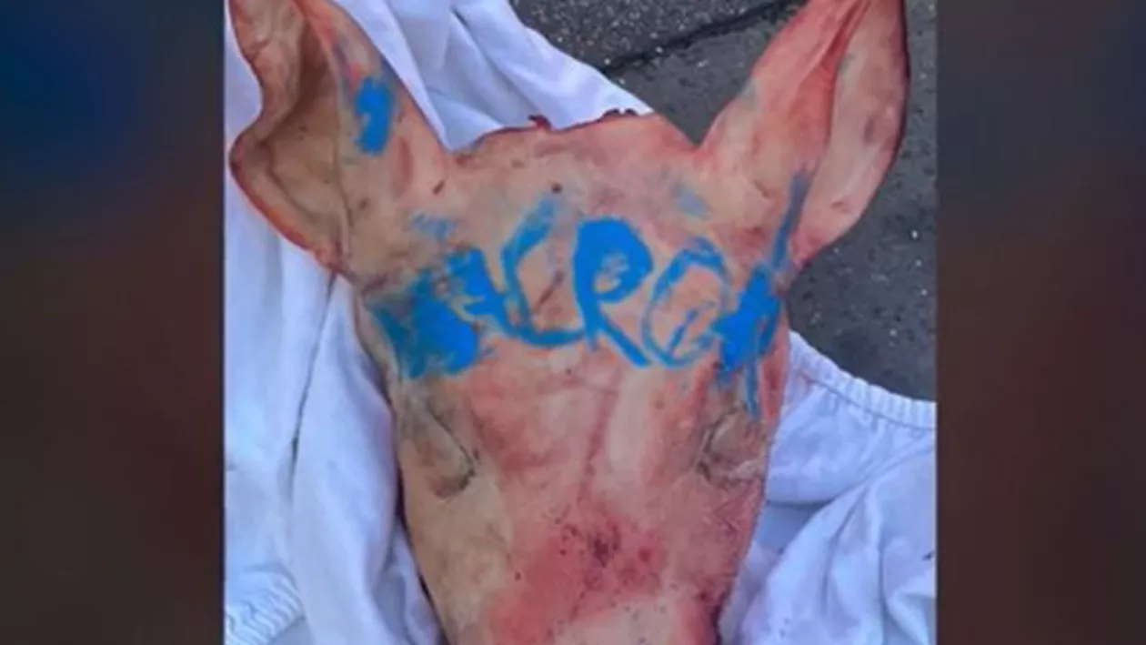 Capete de porc cu inscripția Macron au fost descoperite în faţa unor moschei din Paris / Legătura cu posibile actile ostile ale Rusiei