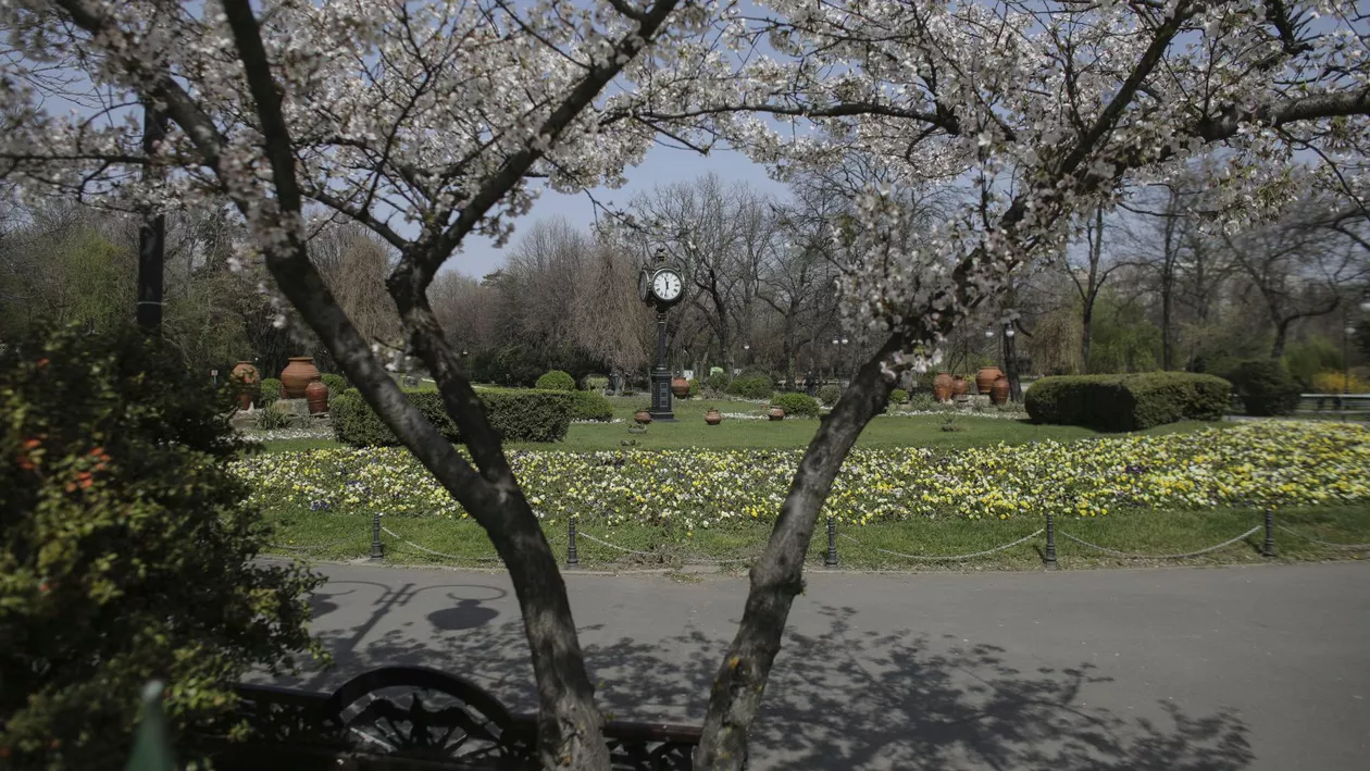 Întreținerea spațiilor verzi din București – diferențe vizibile între sectoare