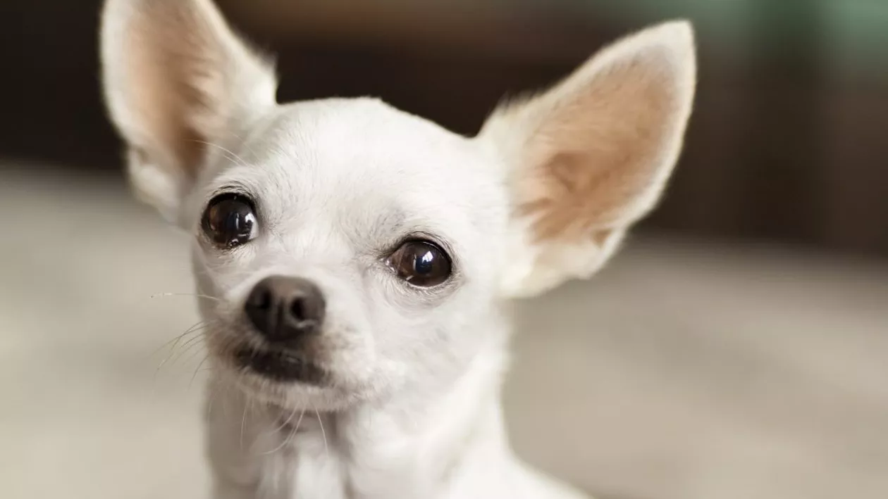 Moment șocant în Marea Britanie: un cățel furat din casă, stăpâna și nepoata l-au urmărit pe hoț pe stradă. Cum s-a produs furtul