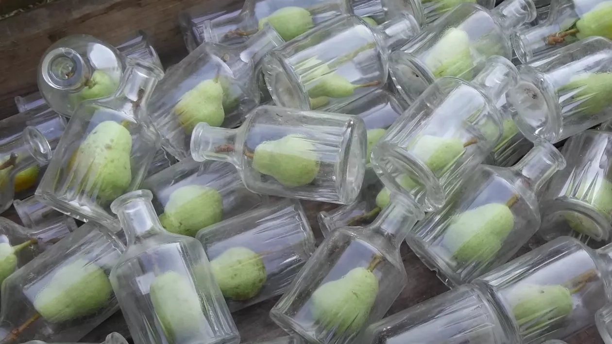 Cum ajunge un fruct întreg într-o sticlă? Secretul metodei franțuzești (VIDEO)