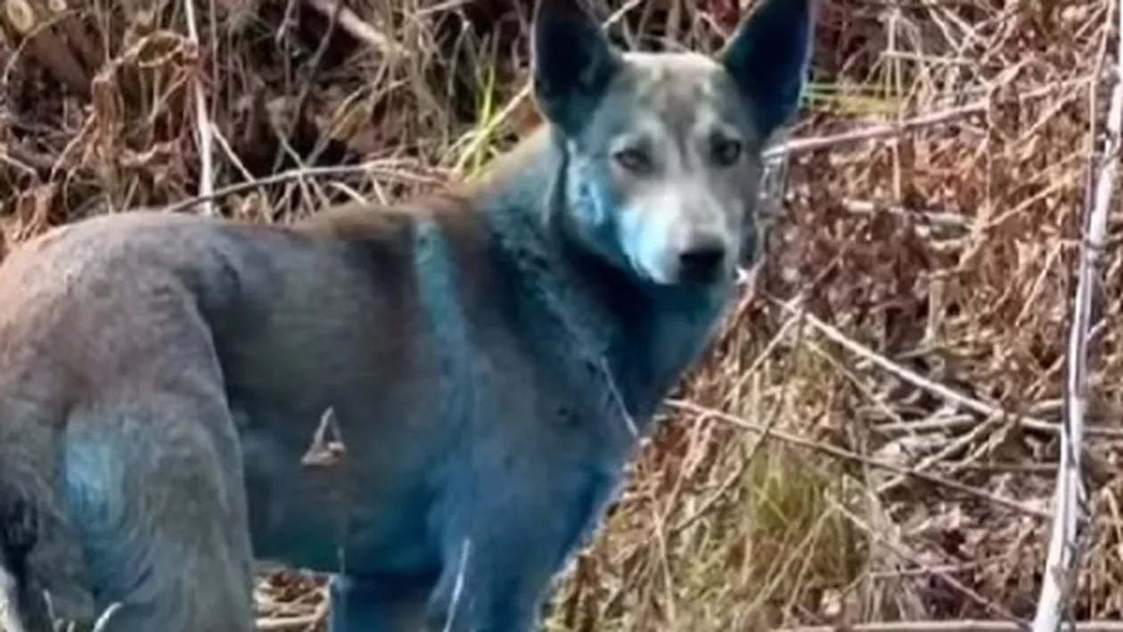 Câini cu blana albastră descoperiți în zona Cernobîl. Imagini care au uimit internetul: „Par foarte activi” (VIDEO)