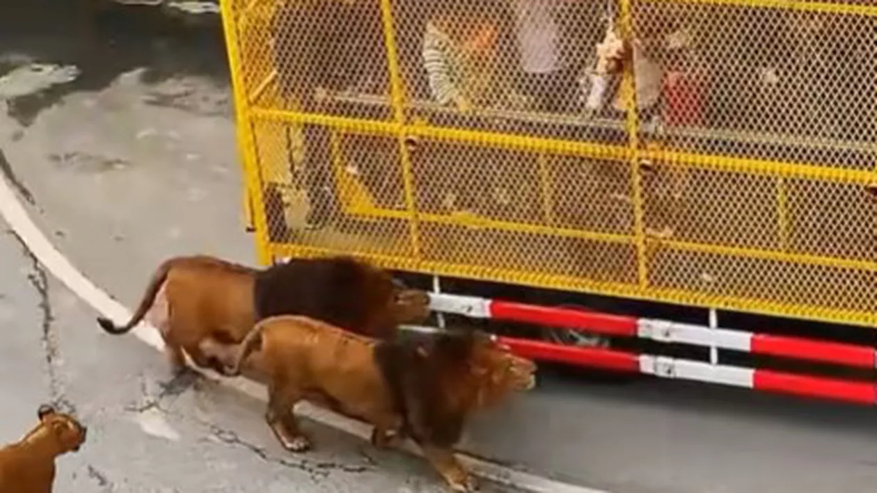 Un concept inedit care schimbă regulile. Animalele sunt libere, iar oamenii sunt cei din cuști (VIDEO)