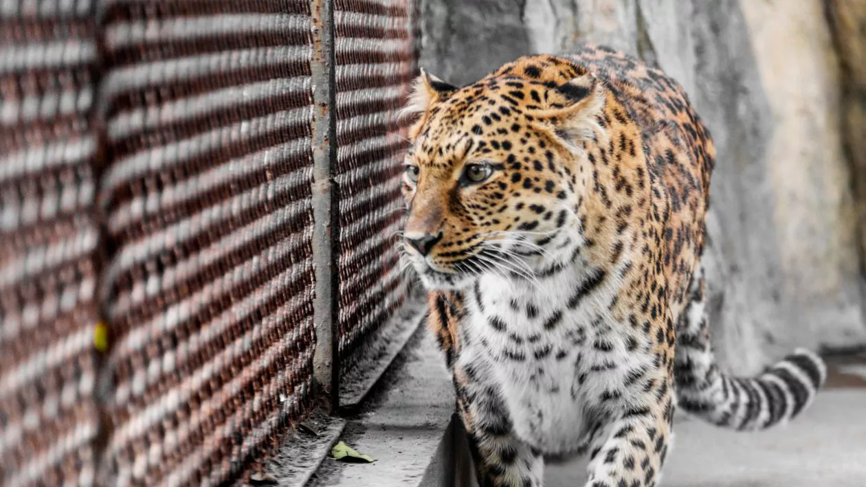 Un animal pe cale de dispariție a ajuns la grădina zoologică din Târgu-Mureș. Câte exemplare mai există