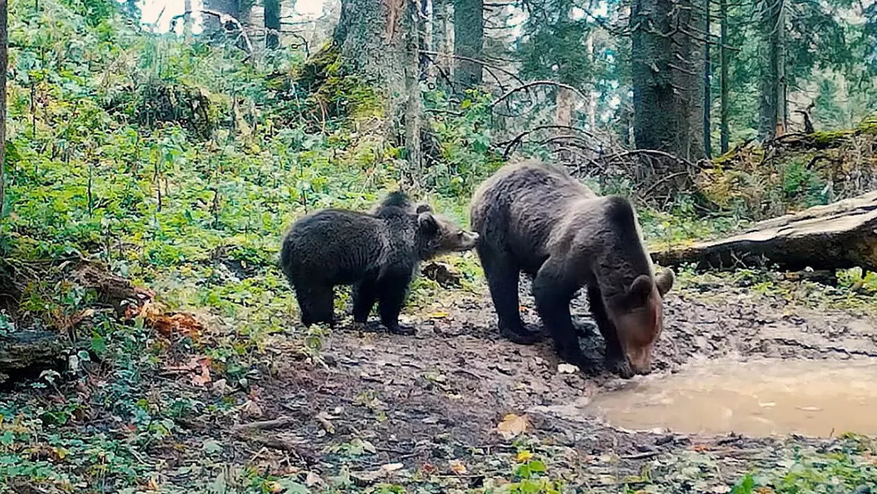 Imagini rare cu o ursoaică și cei trei pui ai săi au fost surprinse în Apuseni. Cum interacționează urșii în natură (VIDEO)
