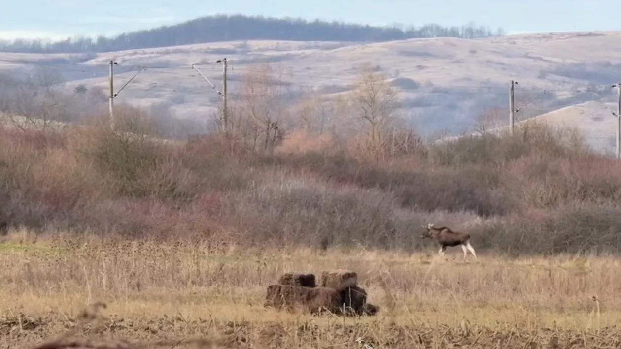 Descoperire rară în fauna României. O specie dispărută din România a fost observată în Hunedoara