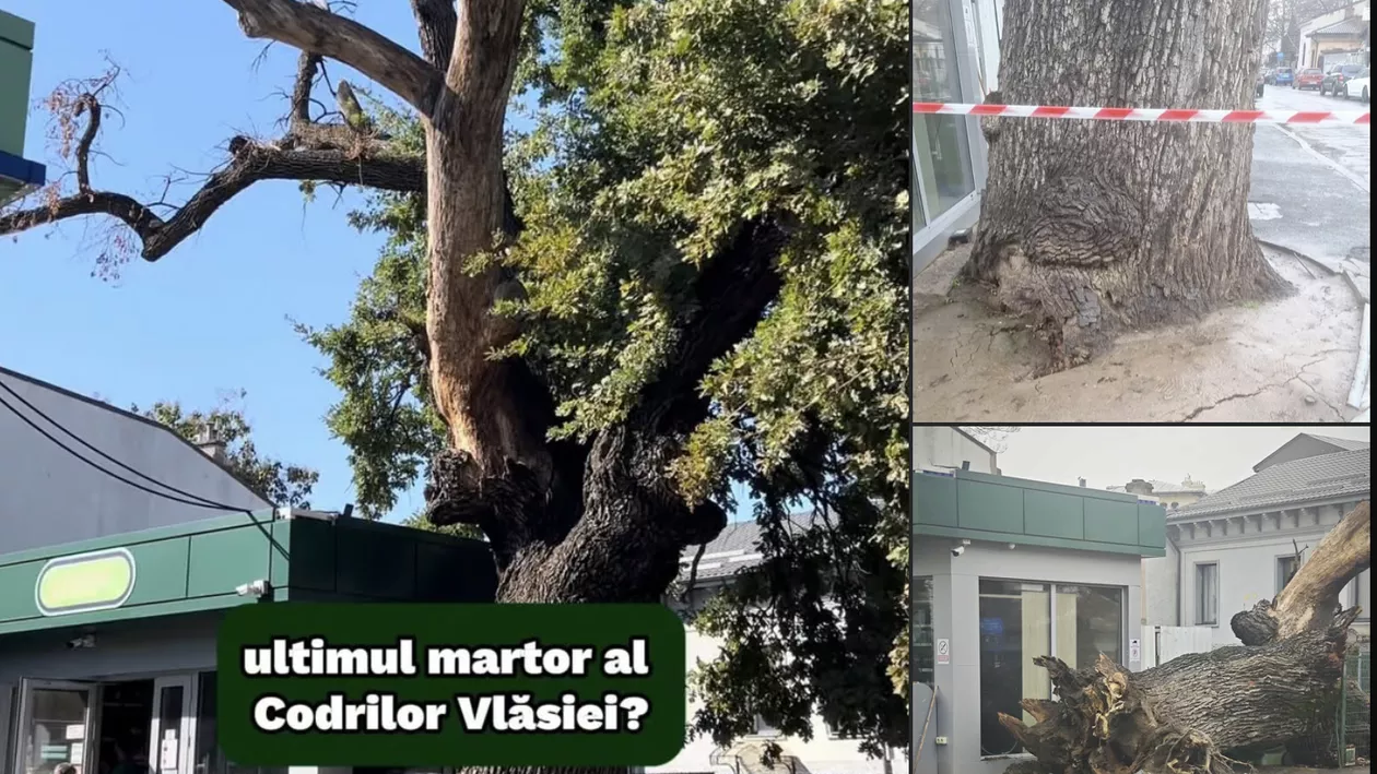 Un simbol natural al Capitalei a dispărut sub presiunea urbanizării. Cum a fost lăsat ultimul stejar secular să se prăbușească (FOTO)