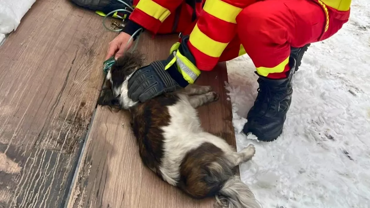 Un cățel a fost salvat în ultima clipă dintr-un incendiu. Cum au reacționat pompierii pentru a-i salva viața