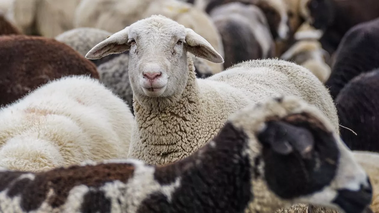 De ce ajunge carnea de miel să se scumpească înainte de Paște: Fermierii muncesc zi și noapte pentru a salva animalele