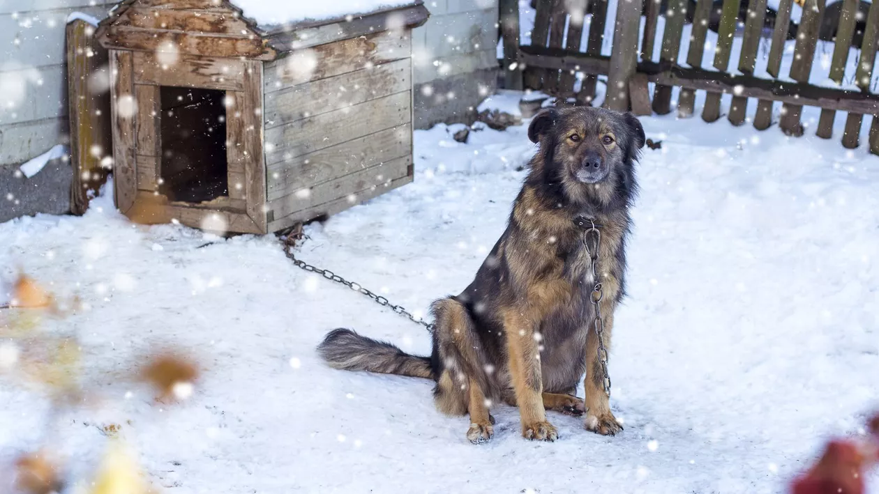 Gerul pune animalele în pericol, iar autoritățile cer măsuri urgente de protecție. Cum trebuie îngrijite animalele pe timp de iarnă