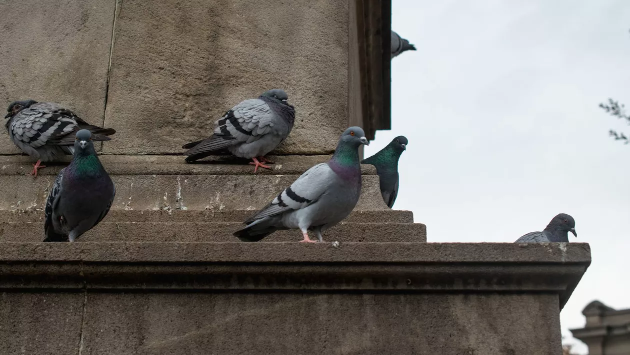Ce este metoda Porumbelul, tehnica folosită de hoții români pentru a intra în casele oamenilor