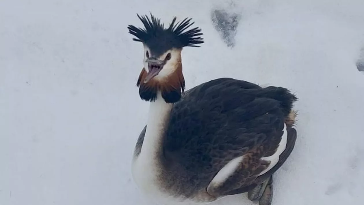 O pasăre dintr-o specie protejată a fost salvată de polițiștii locali din București. Unde a fost găsită și cum a fost salvată (FOTO)