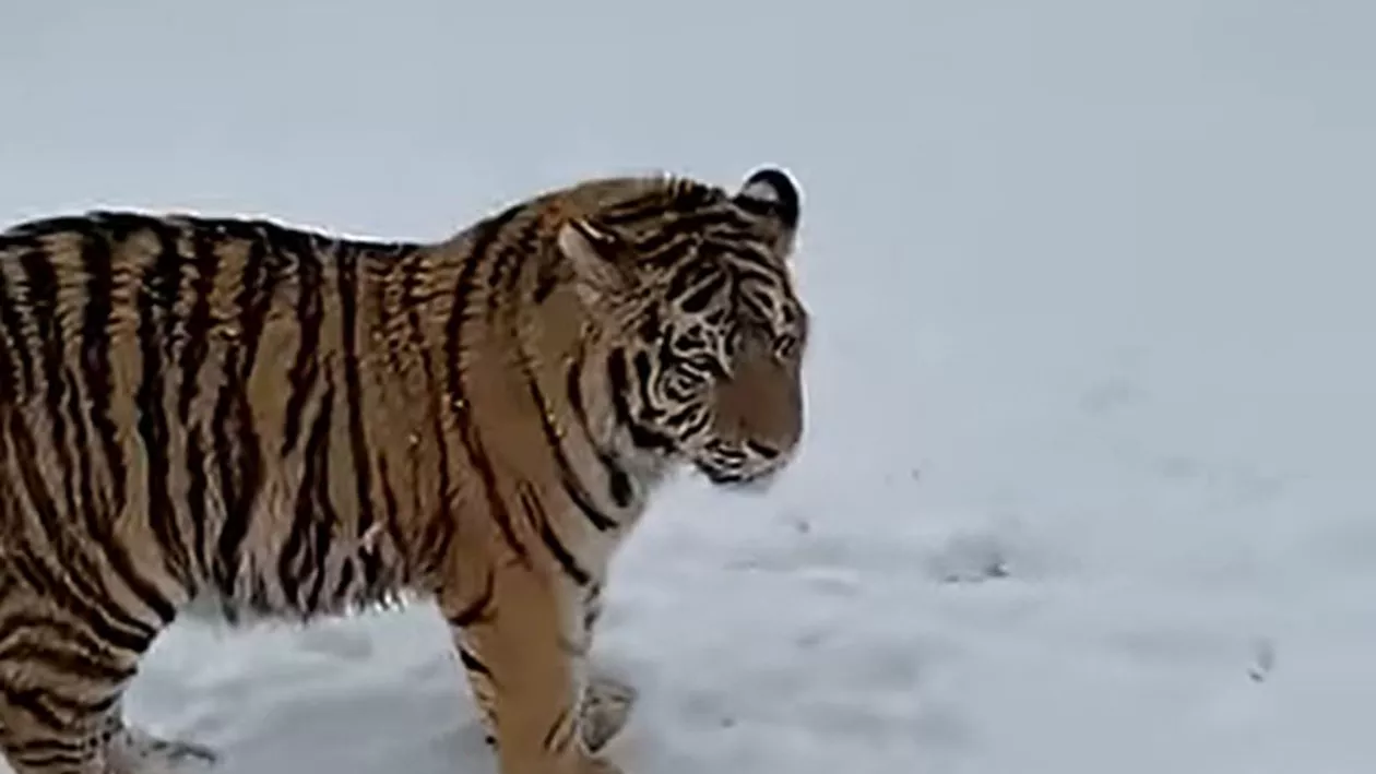 VIRAL. Tigru siberian, liber într-o curte din Dâmbovița. Grădina zoo ilegală e promovată de proprietar pe TikTok (VIDEO)