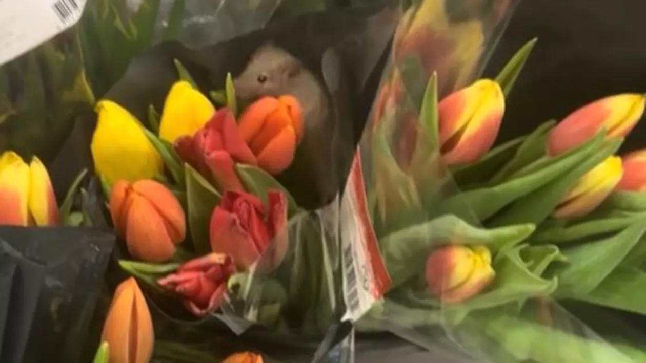 Șoricel printre lalele, într-un supermarket din Buftea. Imaginile virale care au împărțit internetul: „Caută flori pentru iubita lui” (VIDEO)