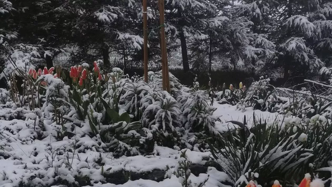 Șoc meteo în România! Cea mai rece zi de 30 aprilie din ultimele decenii, cu ninsori abundente și troiene de până la 3 metri