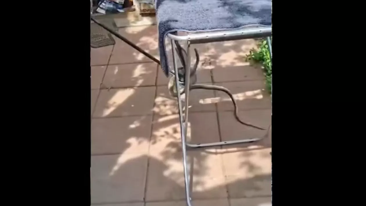 Şarpe de aproximativ 2 metri descoperit în casa unei femei din Galați. Cum au intervenit autoritățile