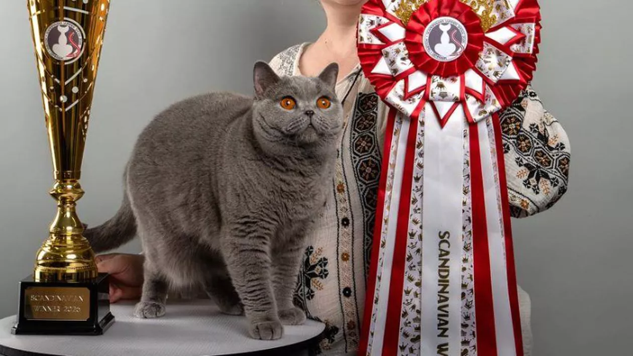 A lăsat Europa fără cuvinte. O pisică din România, supranumită „ursoaica de Bucovina”, urcă din nou pe cel mai înalt podium