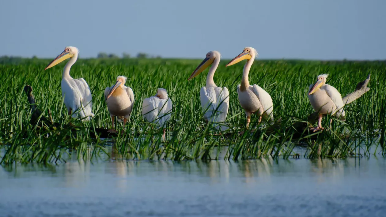 Primarul din Tulcea se plânge că alertele de drone alungă turiștii din Delta Dunării / Ce s-a schimbat în bine