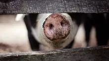 Vânzarea porcilor vii sau tăiați, oprită în Buzău din cauza pestei procine! Cum sunt sancționați cei care comercializează carnea neexpertizată sanitar veterinar