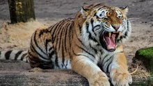 Anchetă de amploare după un incident șocant cu animale exotice. Un tigru a fost împușcat de poliție după ce a atacat grav un îngrijitor