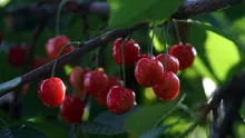Cireșele de mai, distruse de vremea capricioasă. Agricultorii ar putea fi despăgubiți