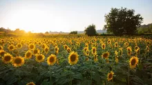 În 2022, România a fost pe primul loc în UE la producţia de floarea soarelui, a recoltat însă mai puțini cartofi