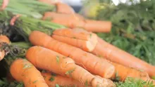 Pesticide peste limita admisă depistate la morcovi proveniți dintr-un lot importat din R.Moldova
