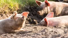 Italia a sacrificat zeci de mii de porci pentru a controla cel mai mare focar de pestă porcină africană din ultimii 63 de ani