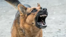 Femeie în vârstă de 82 de ani, atacată de propriul câine, în Suceava