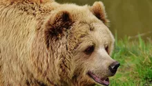 Un urs s-ar fi prins într-un gard din Valea Doftanei. A fost emis mesaj RO-ALERT