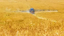 Fermierii români, între primii exportatori de grâu din UE. Producția înregistrată în 2024