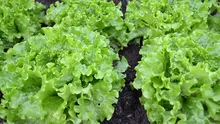 Salata verde la ghiveci, noua invenție apărută pe piețele din România: „Este mult mai gustoasă decât dacă ar fi tăiată”