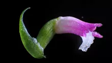 O nouă specie de orhidee a fost descoperită în Japonia / Petalele sale seamănă cu sticla
