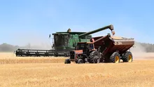 Recoltă de grâu record în 2025. România devine un jucător important pe piața europeană