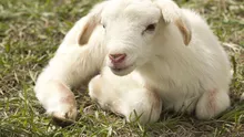 Românii trebuie să se pregătească pentru costuri mai mari: Ce preț va atinge carnea de miel de Paște